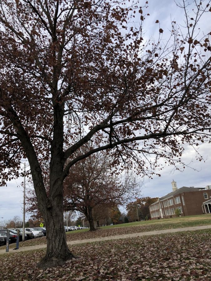 Taken outside Lafayette High School, showing the fall season is here.