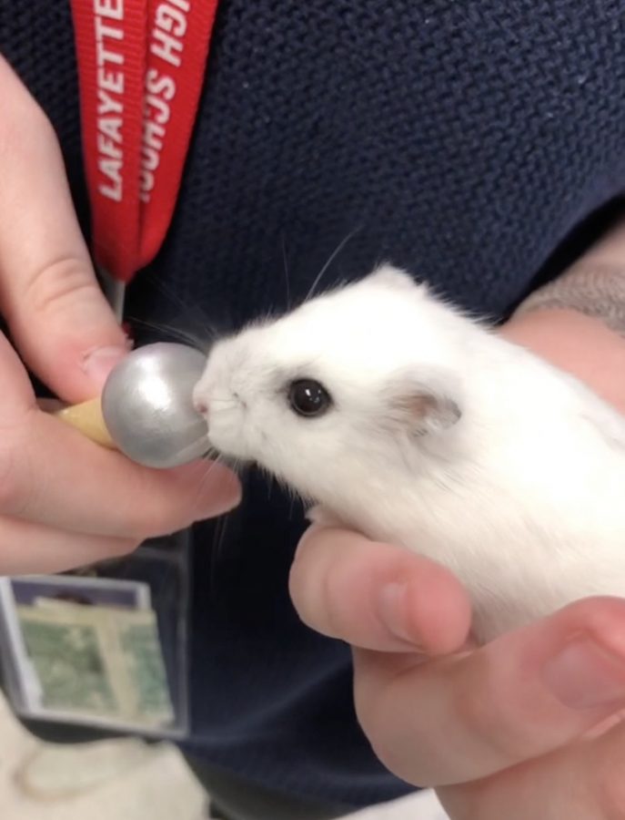 Amadeo Avogradro II getting interviewed with a dwarf hamster size microphone!