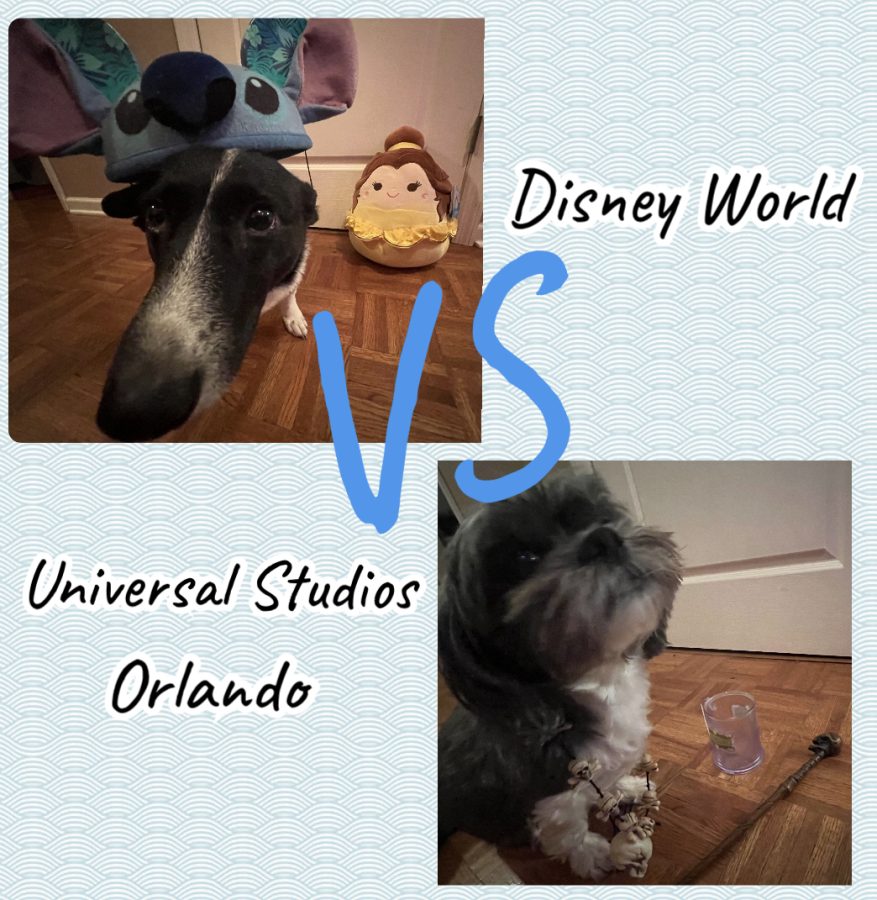 Logan Gwynns dogs, a Rat Terrier mix (Left), and a Lhasa Apso (Right) debate which park is better because they love both Universal Studios and Disney World