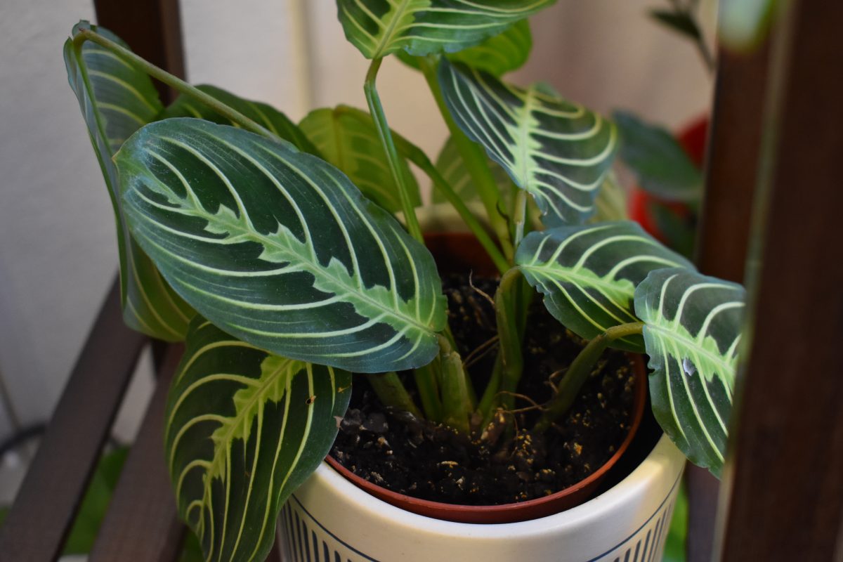 A prayer plant in Ms. McPhersons classroom at Lafayette High School. Taken on November 30th, 2023.