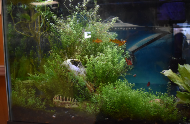 This fish tank has a dinosaur skull that got surrounded by plants. These photos were taken on 11/03 in room 261